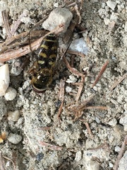 Lapposyrphus lapponicus