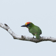 Psilopogon mystacophanos