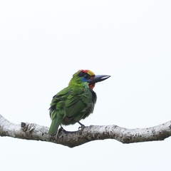 Psilopogon mystacophanos