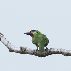 Psilopogon mystacophanos