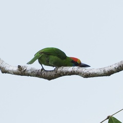 Psilopogon mystacophanos