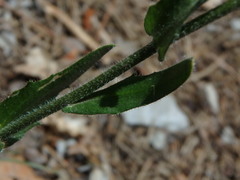 Arabis planisiliqua