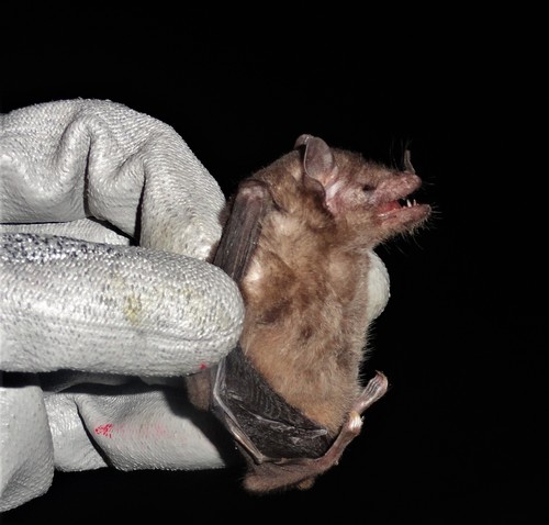 Geoffroy's Tailless Bat