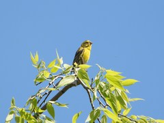 Serinus serinus