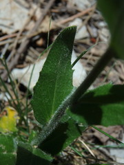 Arabis planisiliqua