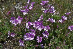 Erodium glandulosum