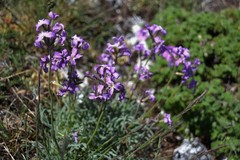 Matthiola perennis