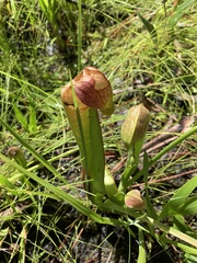 Sarracenia minor minor