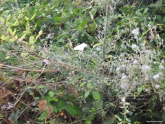 Convolvulus althaeoides