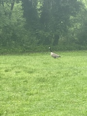 Branta canadensis