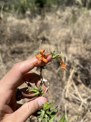 Anisacanthus