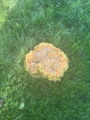 Laetiporus sulphureus