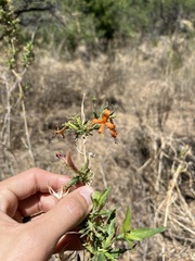 Anisacanthus