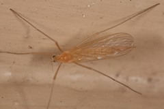 Prolimnophila areolata