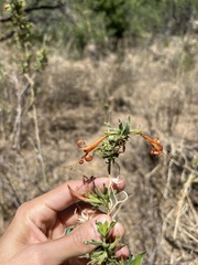 Anisacanthus