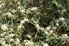 Alternanthera nodifera