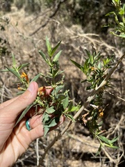Anisacanthus