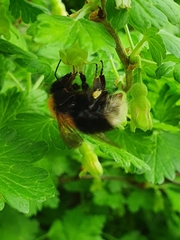 Bombus hypnorum