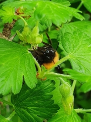 Bombus hypnorum