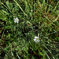 Stellaria palustris