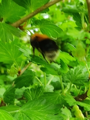Bombus hypnorum
