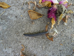 Ommatoiulus moreleti
