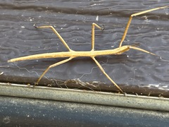 Parabacillus coloradus