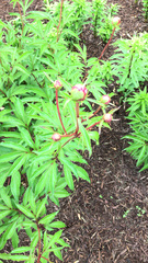 Paeoniaceae