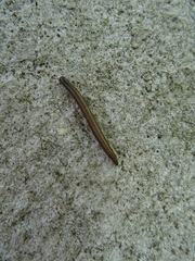 Ommatoiulus moreleti