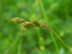 Carex praticola