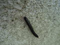 Ommatoiulus moreleti