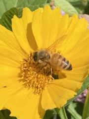 Apis mellifera