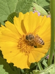 Apis mellifera