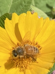 Apis mellifera