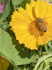Apis mellifera