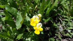 Viola calcarata