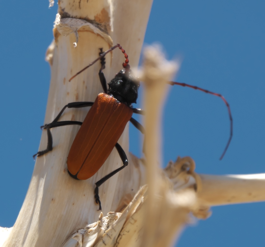 Tragidion armatum