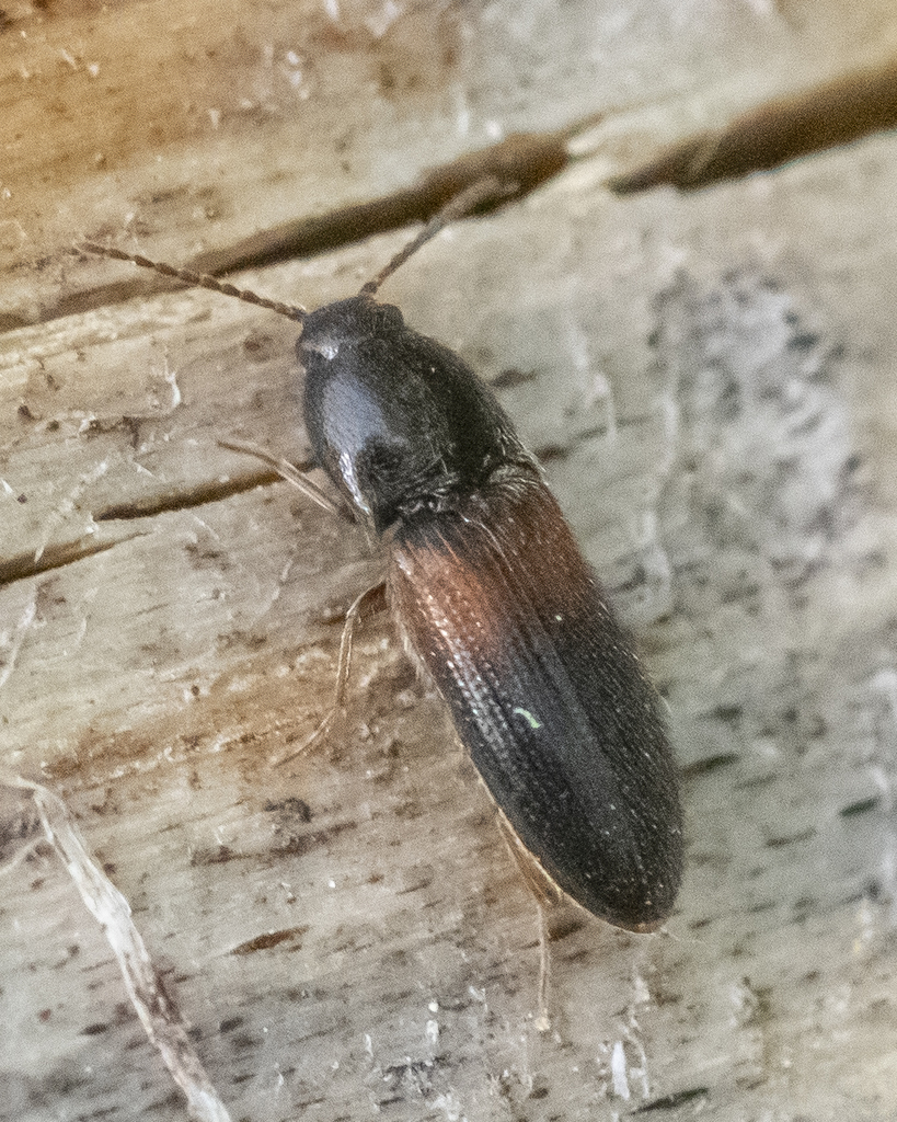 Chick Click Beetle