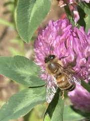Apis mellifera