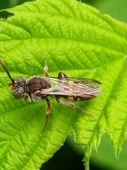 Nomada