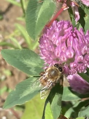 Apis mellifera