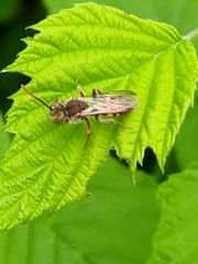Nomada