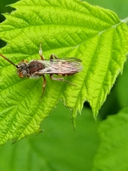 Nomada