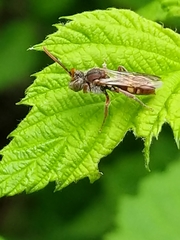 Nomada