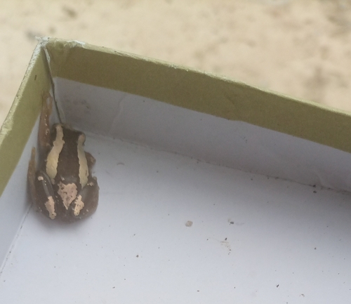 Brown Banana Frog