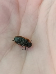 Tituboea sexmaculata