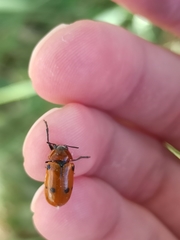 Tituboea sexmaculata