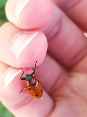 Tituboea sexmaculata