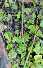 Centella macrodus