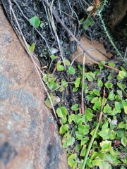 Centella macrodus